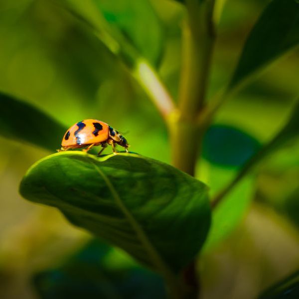 Faune et flore à Tours